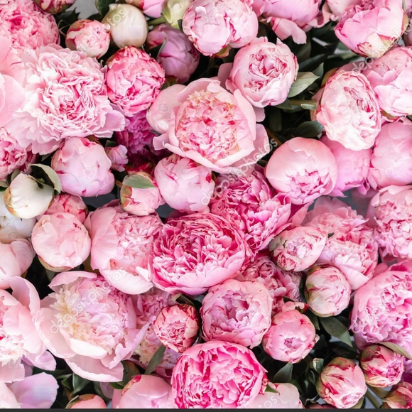 Meet your Posher, Cassandra - Picture 1 of 1